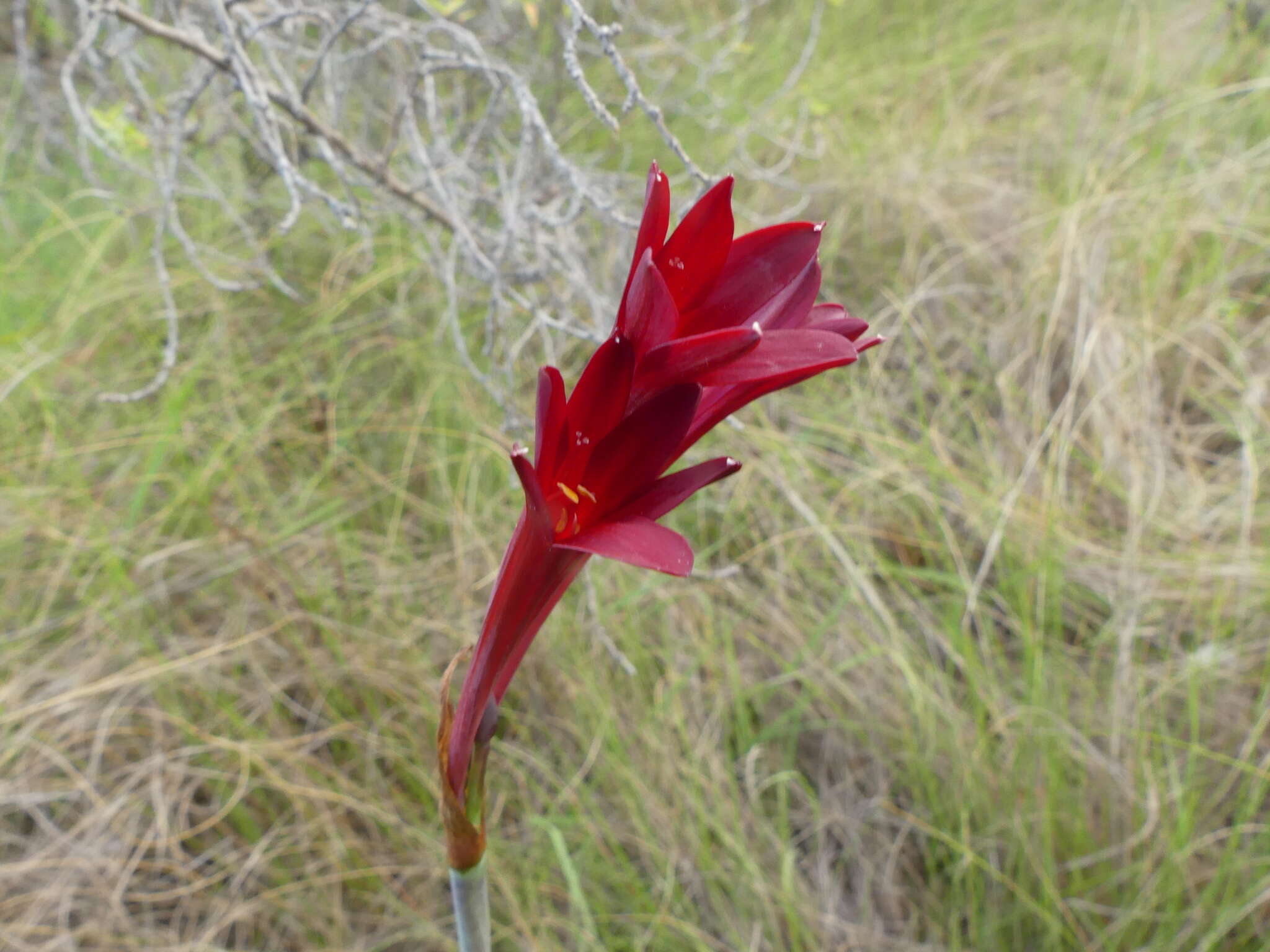 Image of Cyrtanthus odorus Ker Gawl.