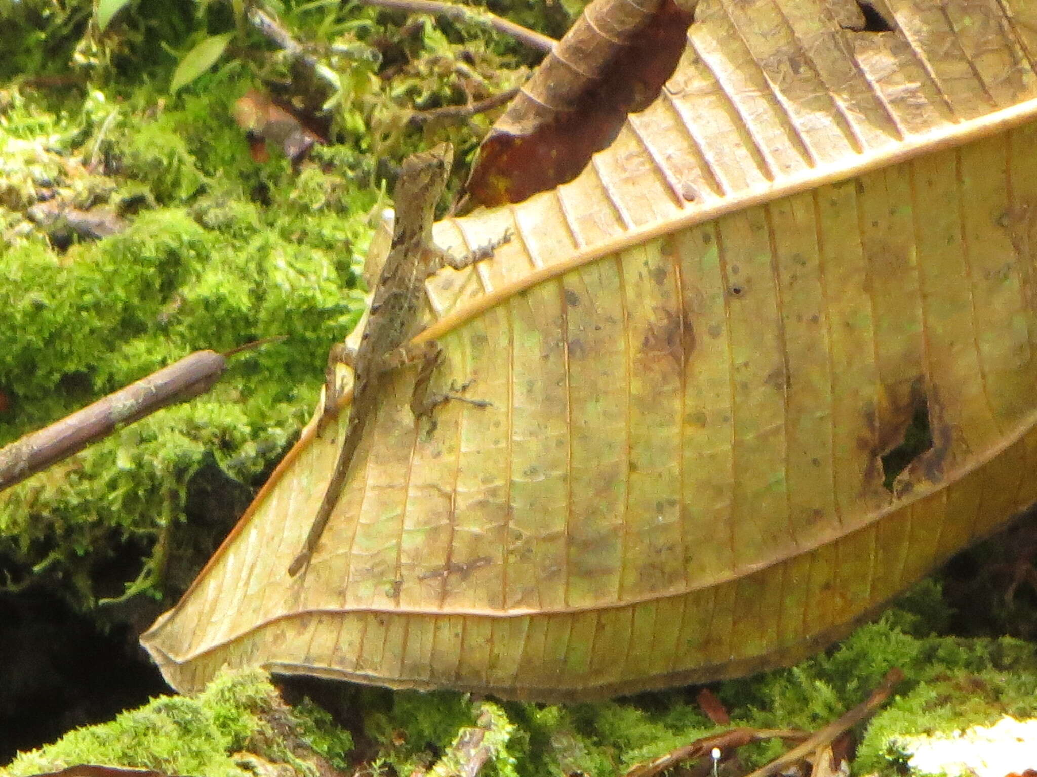 Sivun Anolis polylepis Peters 1874 kuva