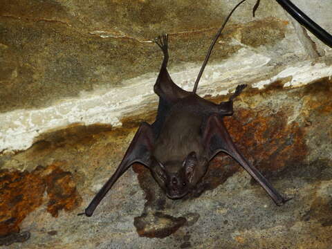 Image of Lesser Mouse-tailed Bat