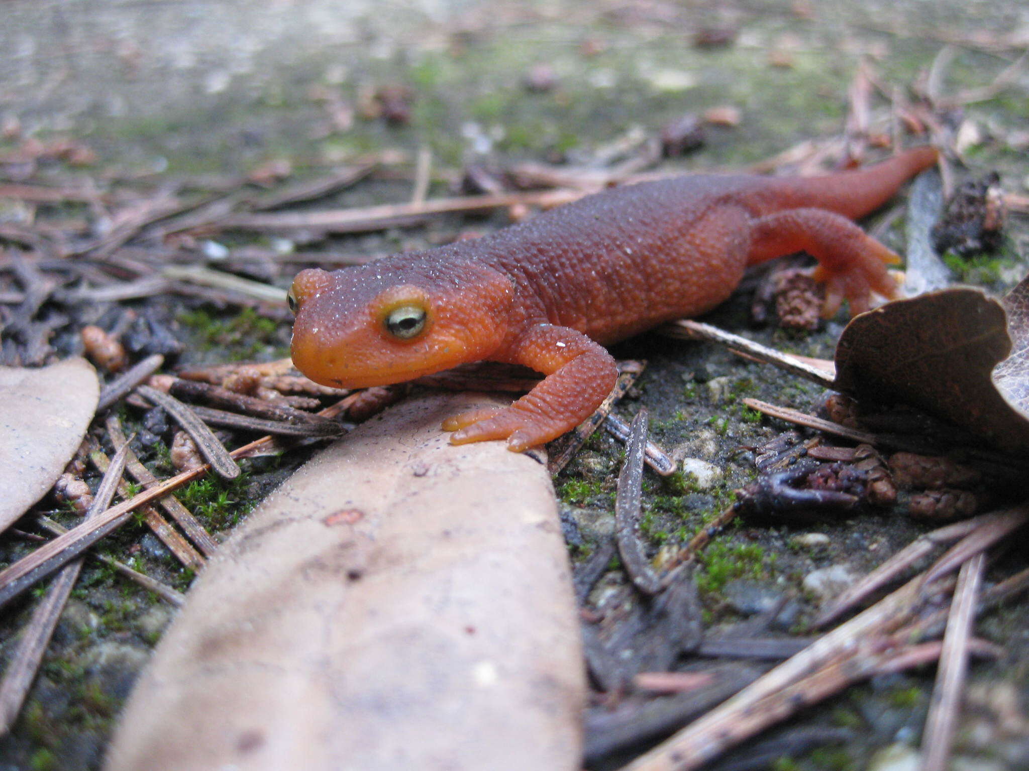 Image of Sierra newt