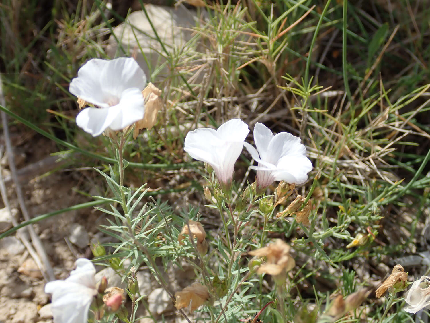 Image of Linum suffruticosum L.