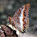 Image of Charaxes brutus alcyone Stoneham 1943