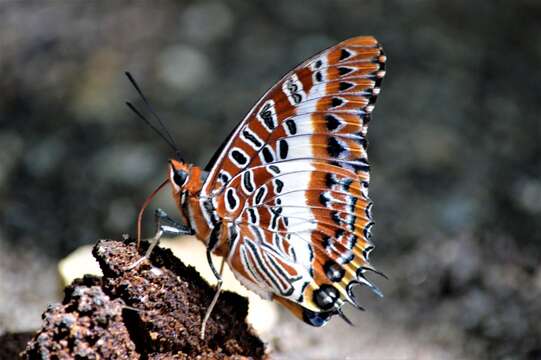 Imagem de Charaxes brutus alcyone Stoneham 1943