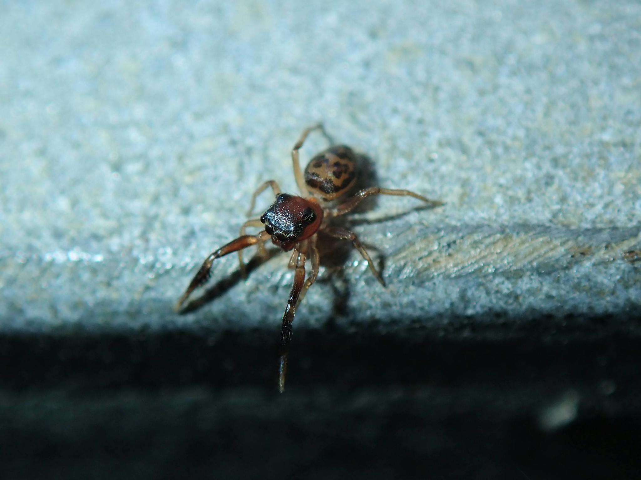 Bristowia heterospinosa Reimoser 1934 resmi