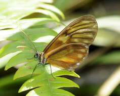 Image of Pteronymia latilla Hewitson 1854