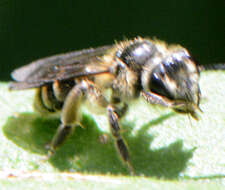 Image of Callandrena Cockerell 1898