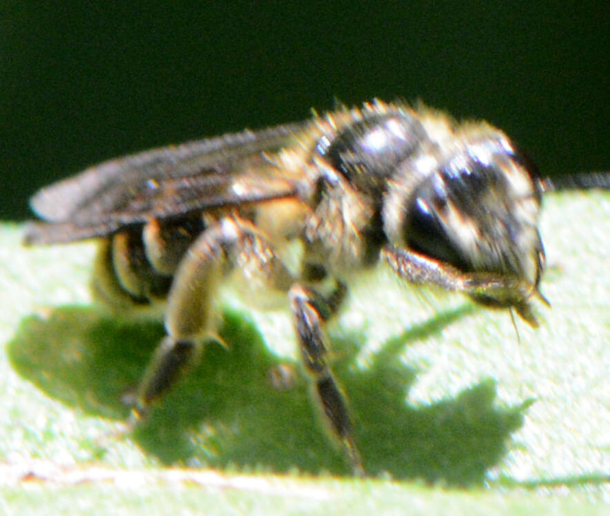 Image of Callandrena Cockerell 1898