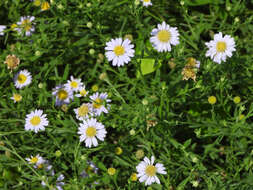 Aster pekinensis (Hance) Chen resmi