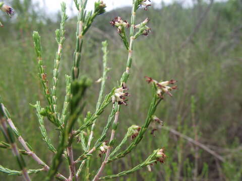 Image of Erica zeyheriana (Klotzsch) E. G. H. Oliver