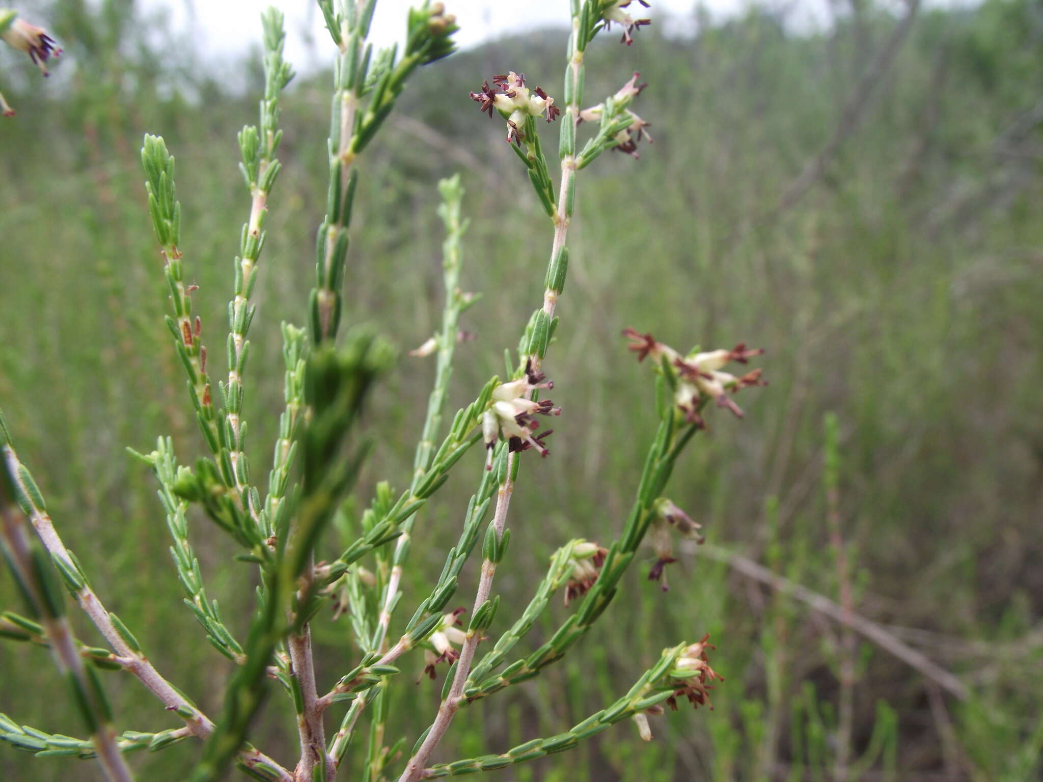 Image de Erica zeyheriana (Klotzsch) E. G. H. Oliver