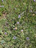 Image of Globularia trichosantha Fischer & C. A. Meyer