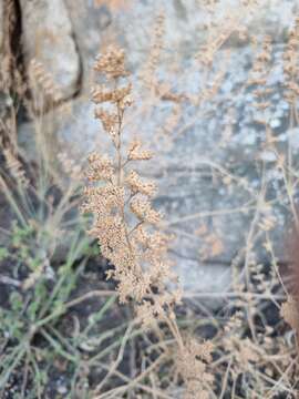 Image of <i>Coleus hereroensis</i>