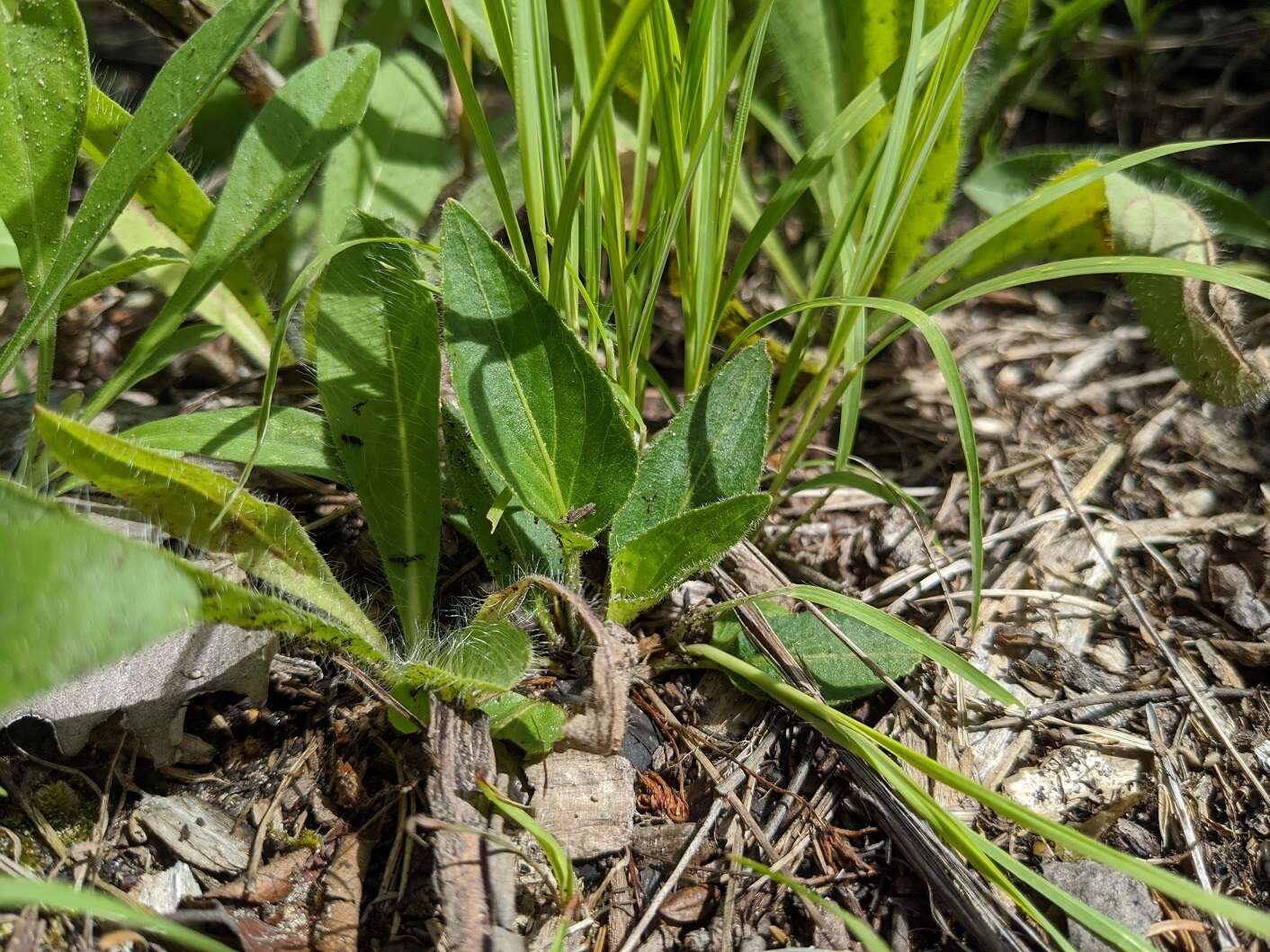 Sivun Viola sagittata var. ovata (Nutt.) Torr. & A. Gray kuva