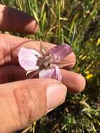 Calochortus longibarbatus var. longibarbatus resmi