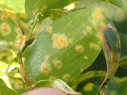 Imagem de Puccinia myrsiphylli (Thüm.) G. Winter 1884