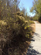 Image of California goldenbush