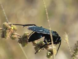 Imagem de Pepsis mexicana Lucas 1895