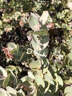 Слика од Arctostaphylos luciana P. V. Wells