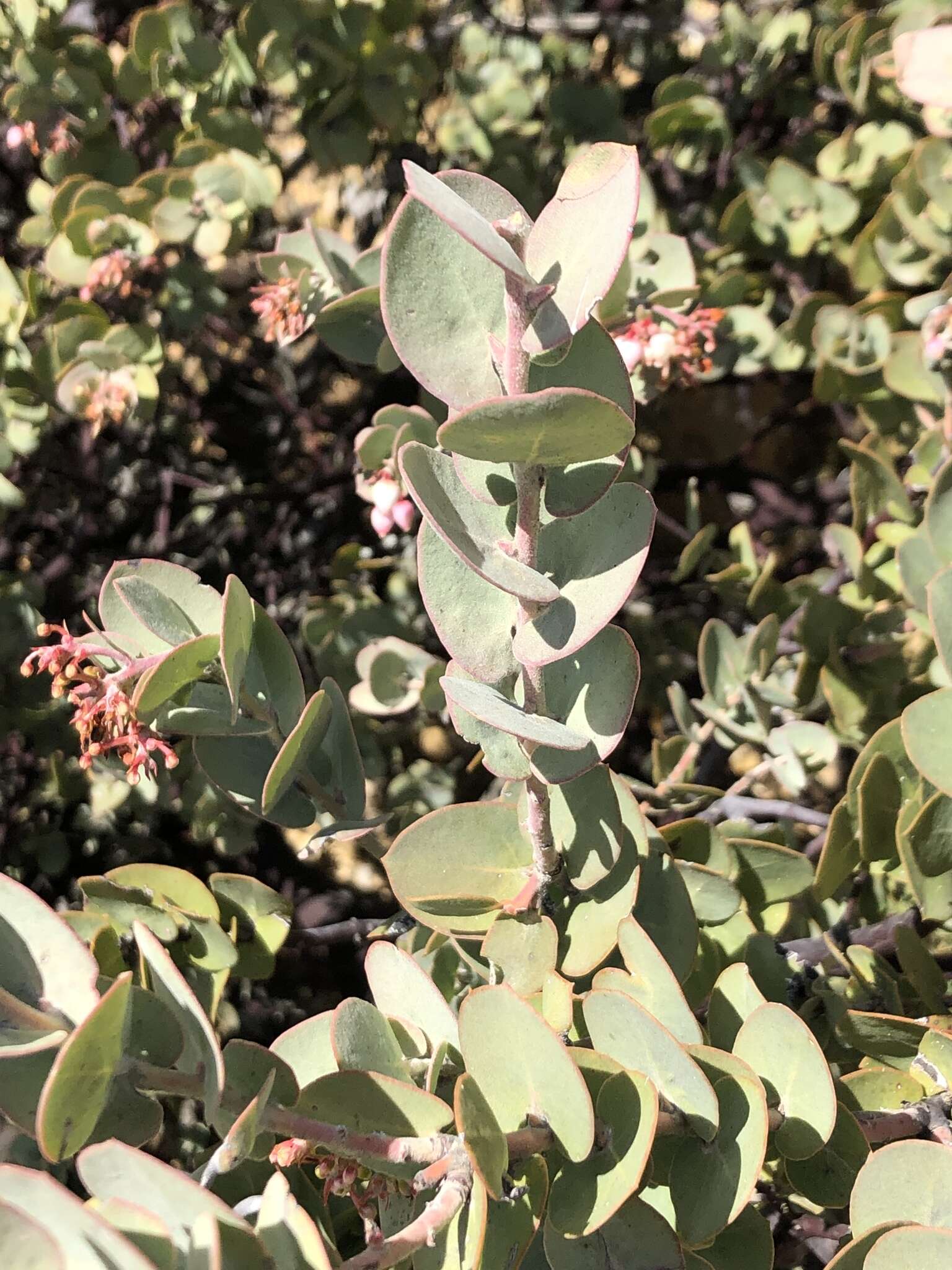 Imagem de Arctostaphylos luciana P. V. Wells