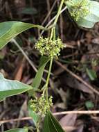 Image de Smilax lanceifolia Roxb.