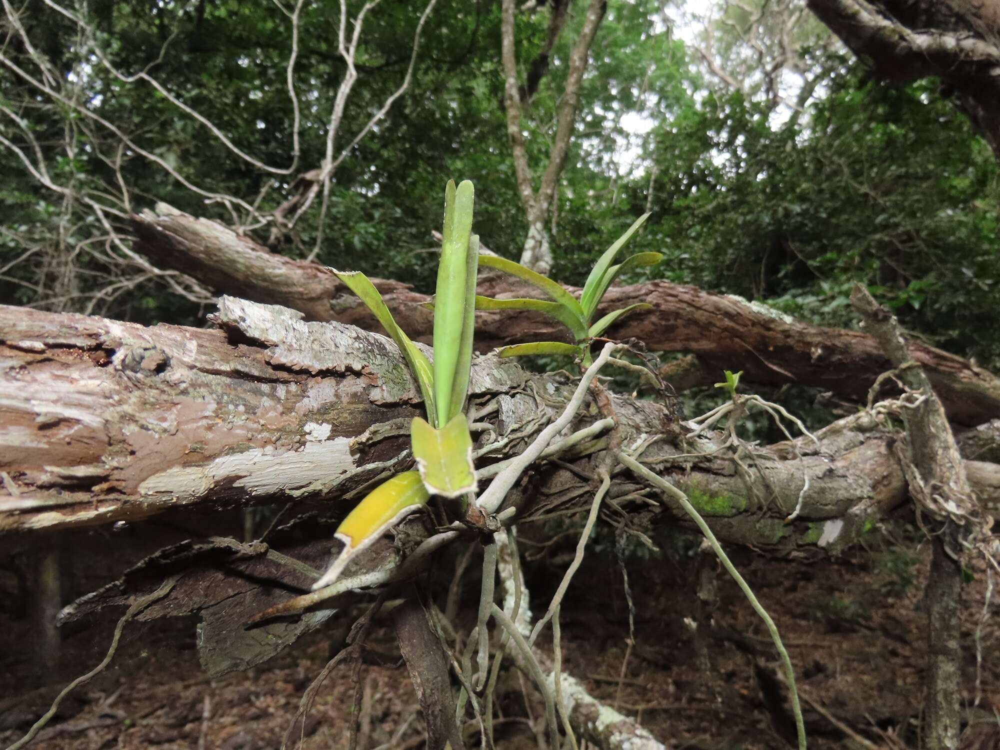 Image of Cyrtorchis praetermissa subsp. zuluensis (E. R. Harrison) H. P. Linder