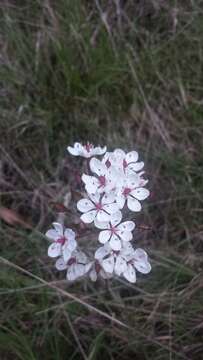 Image of Burchardia umbellata R. Br.