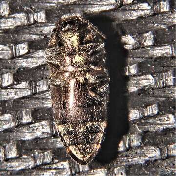 Image of Acmaeodera gundlachi Fisher 1925