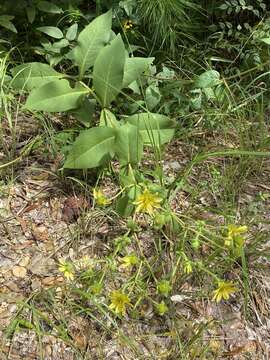 Image de Silphium glutinosum J. R. Allison