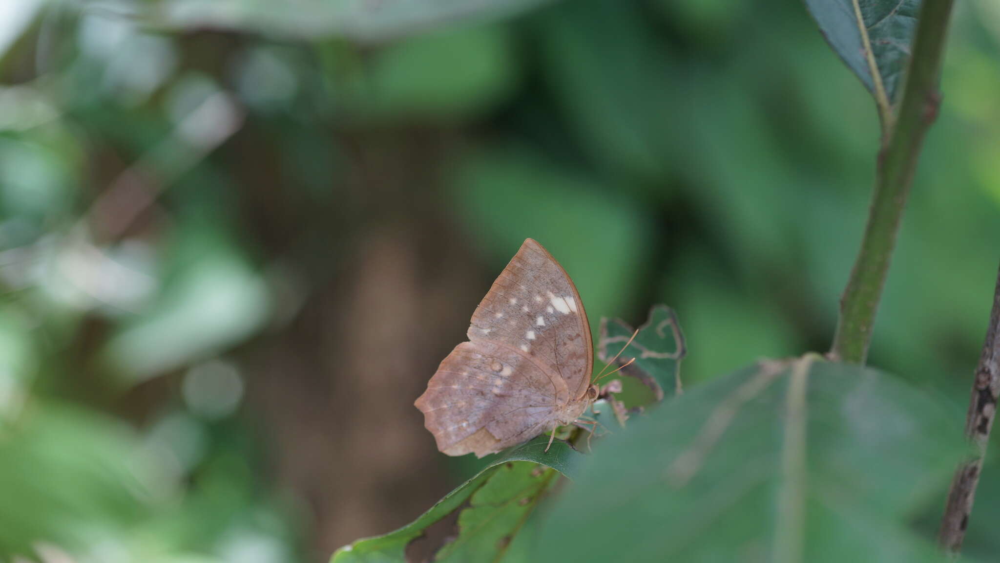 Imagem de Discophora sondaica zal Westwood (1851)