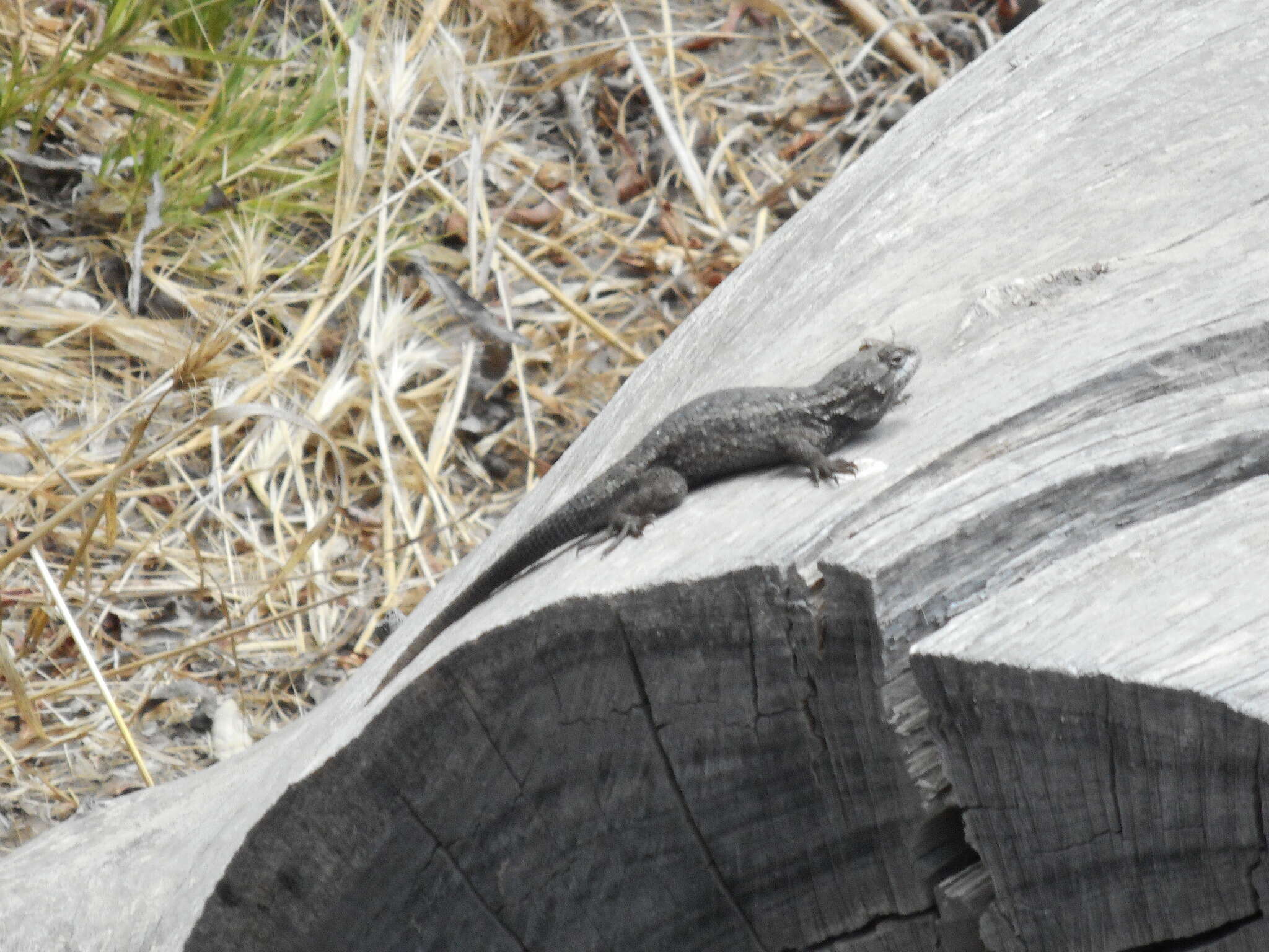 Image of Sceloporus becki Van Denburgh 1905