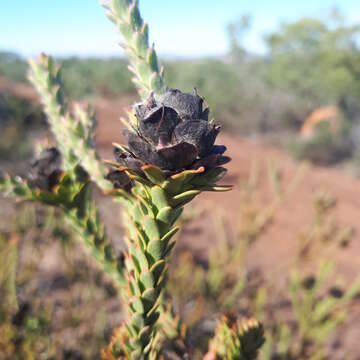 Image of Leucadendron thymifolium (Salisb. ex Knight) I. J. M. Williams