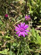 Senecio speciosus Willd. resmi