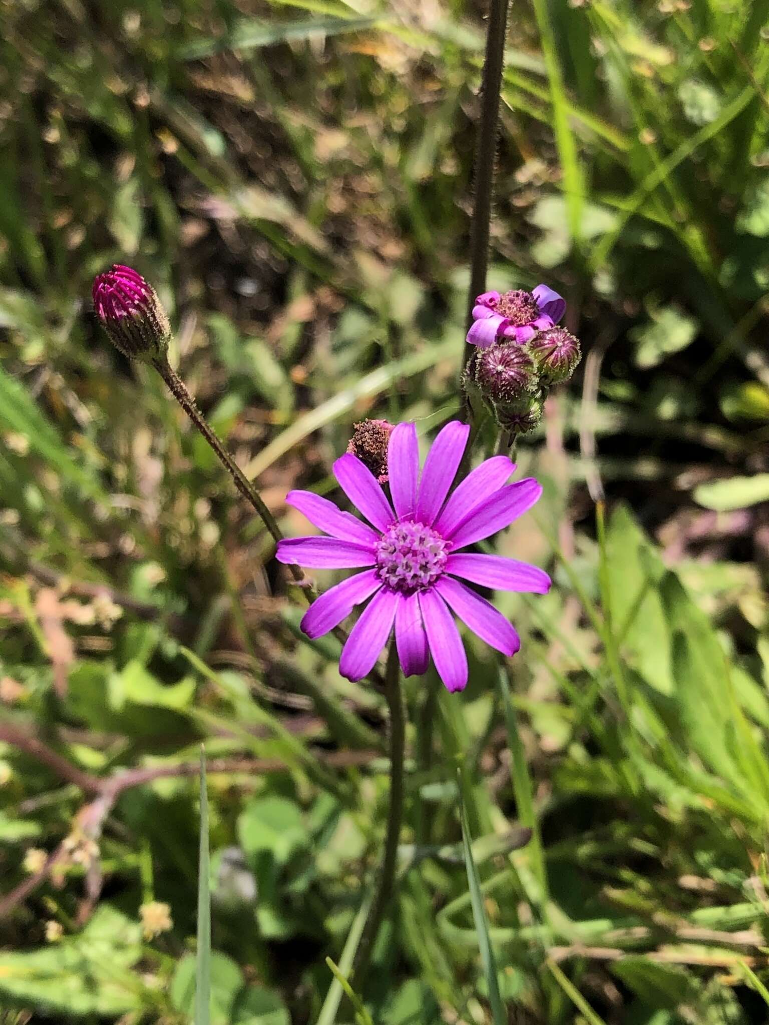 Image of Senecio speciosus Willd.