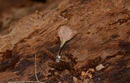 Image of Entoloma cuboideum Hesler 1967