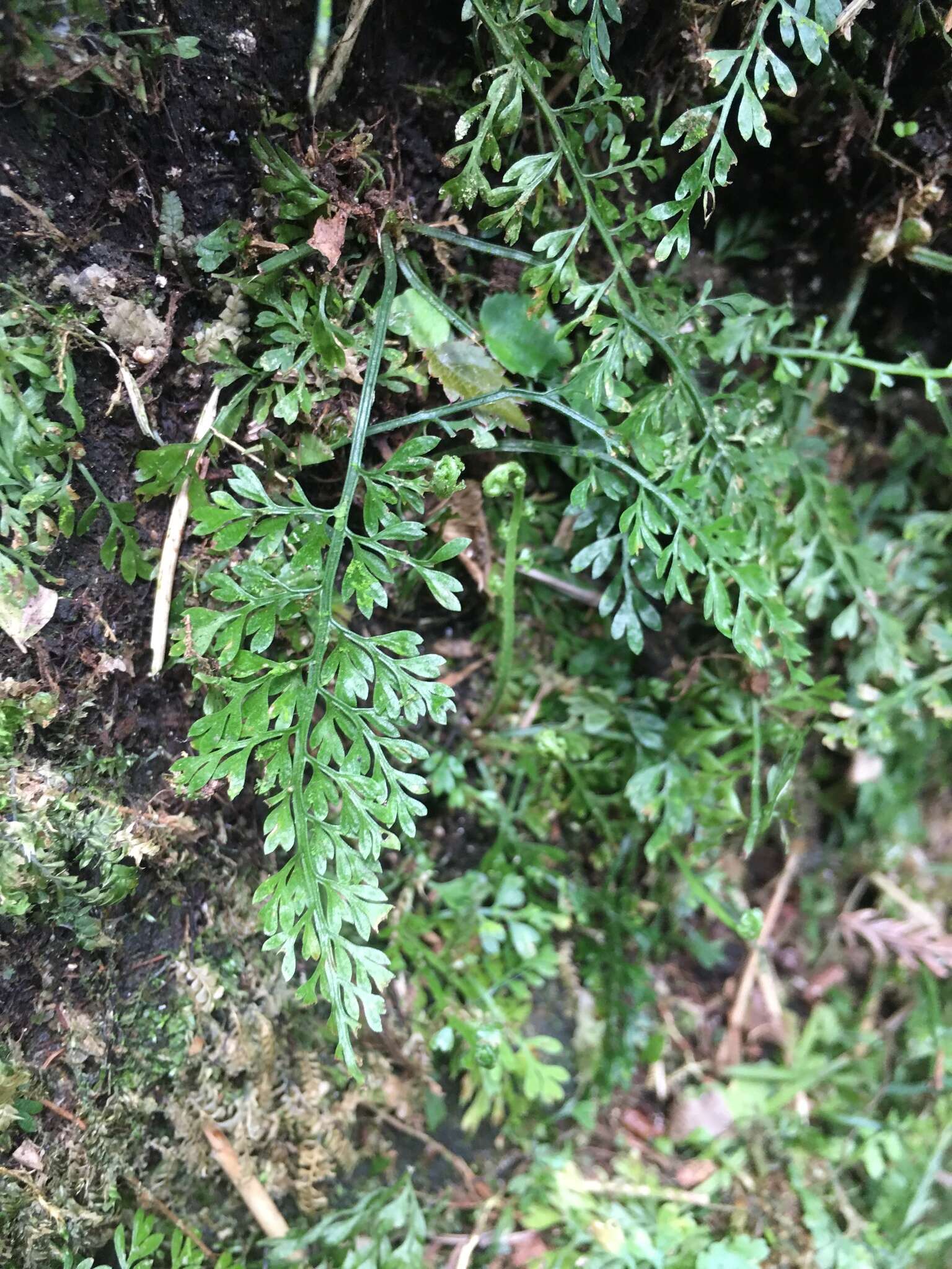 Image de Asplenium tenuifolium D. Don