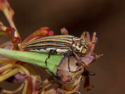 Imagem de Alissoderus vittatus Lansberge 1886