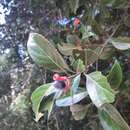 Image of Nectandra grandiflora Nees & Mart. ex Nees