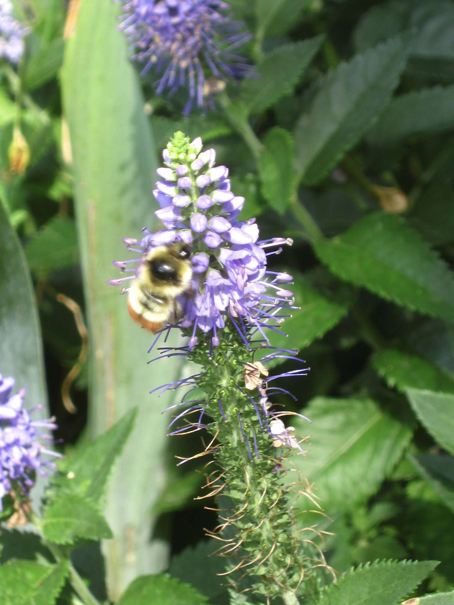 Слика од Bombus rufocinctus Cresson 1864