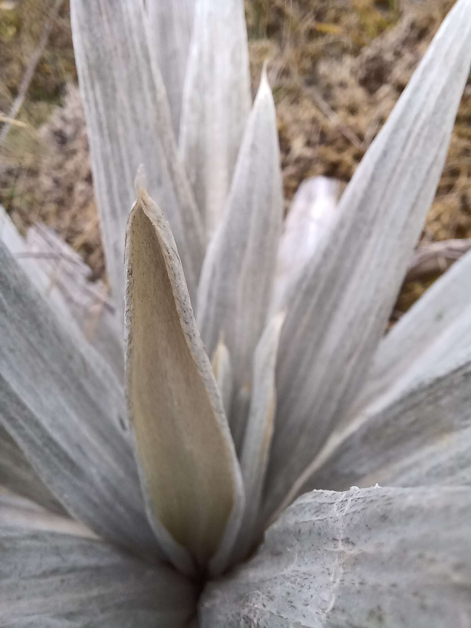 Sivun Celmisia semicordata subsp. stricta kuva