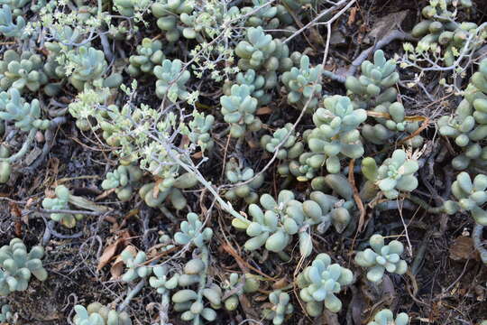 Image of Sedum allantoides Rose