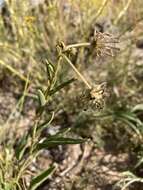 Image of Carleton's sand verbena