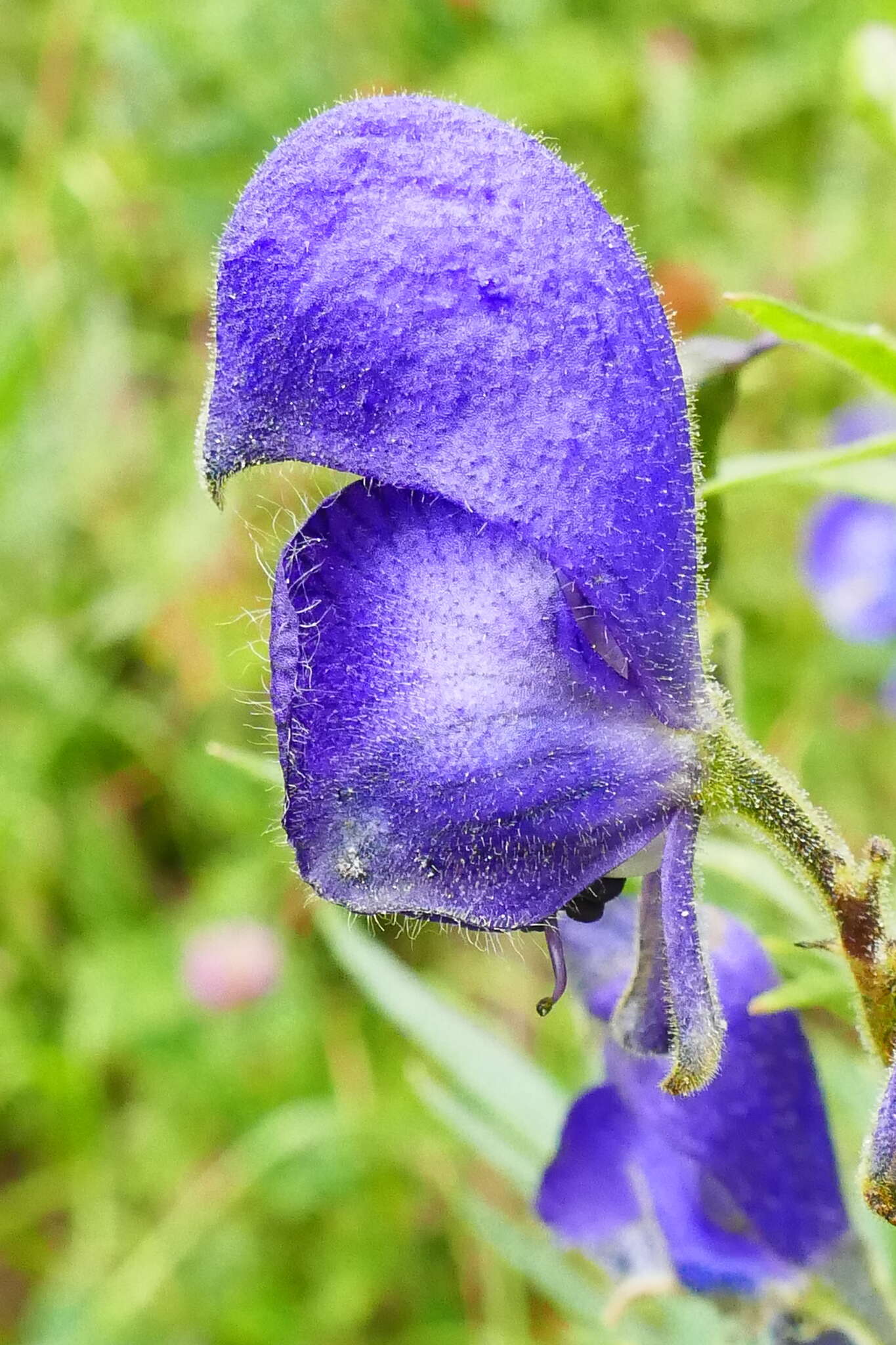 Aconitum burnatii Gayer的圖片