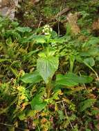 Image of Valeriana lapathifolia Vahl