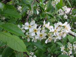 Prunus padus L. resmi