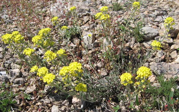 Image of Alyssum repens Baumg.