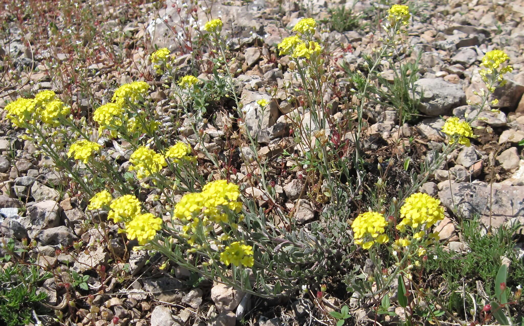 Image of Alyssum repens subsp. trichostachyum (Rupr.) Hayek