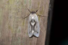 Image of Agylla nitidalis Maassen