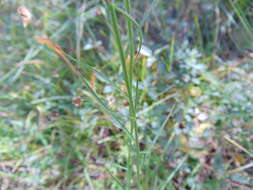 Plancia ëd Lobelia irasuensis Planch. & Oerst.