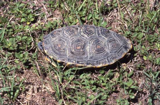 Слика од Malaclemys terrapin rhizophorarum Fowler 1906