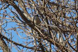 Image of Tropical Boubou